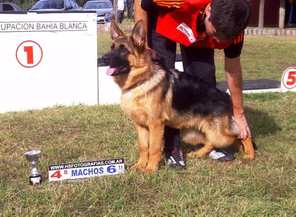 Yaco Von Haus Sea | German Shepherd Dog 