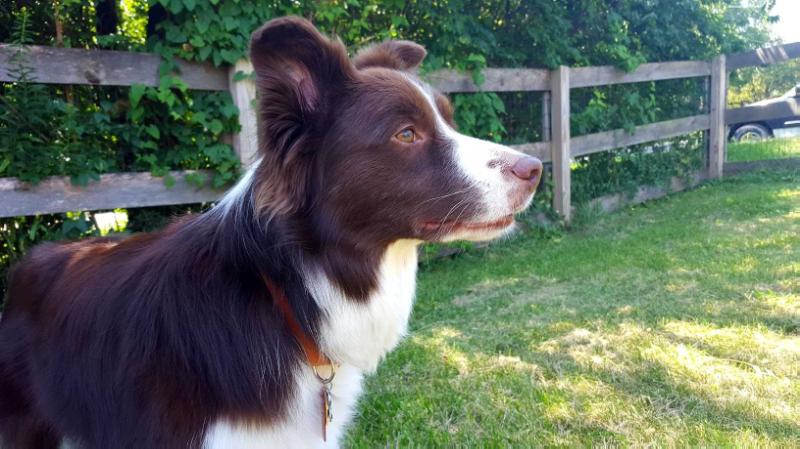 JBK The Buck Stops Here @JABO | Border Collie 