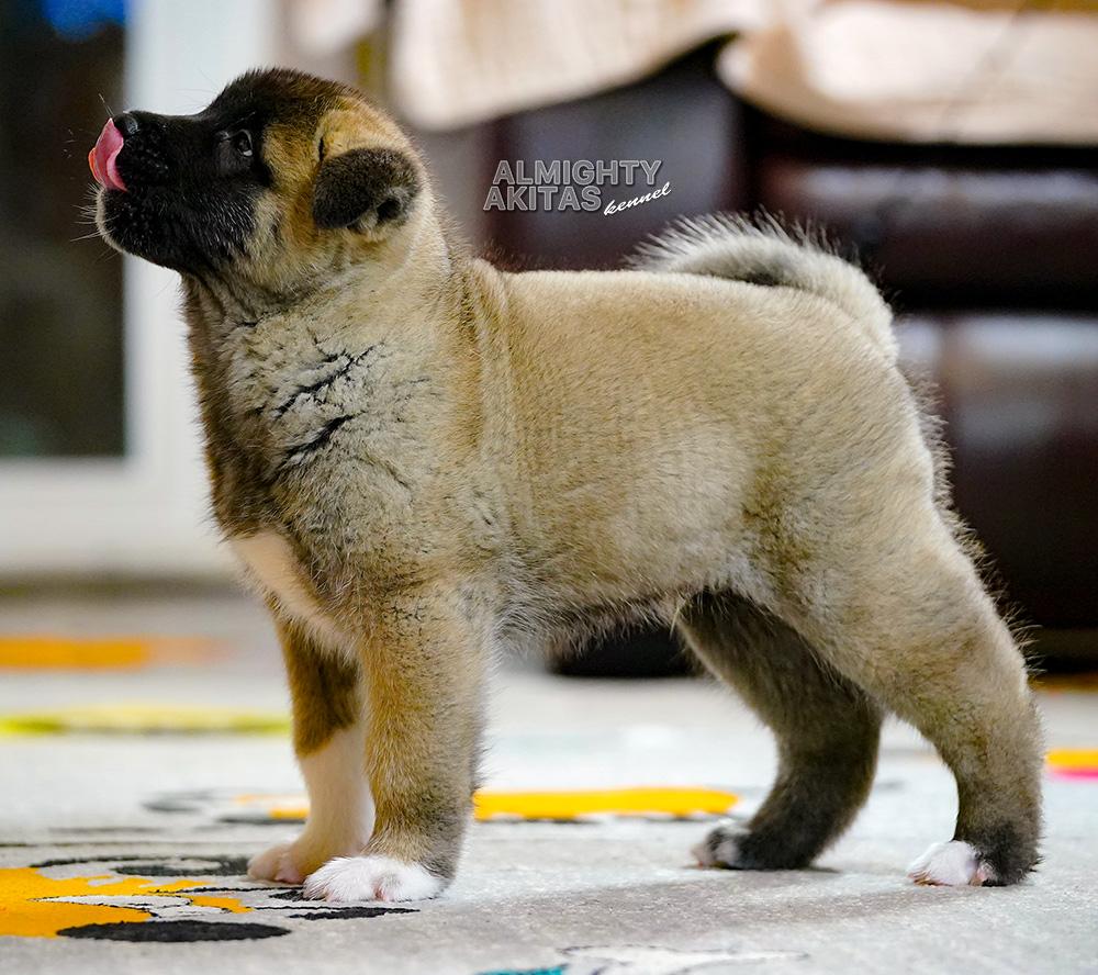 All for Almighty UNCLE SAM | Akita 