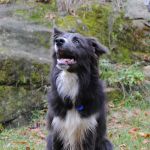 Buddy Blue Royal Fellow | Border Collie 