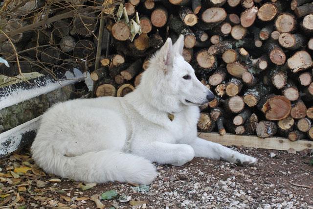 Gypsie dite Geisha | White Swiss Shepherd Dog 