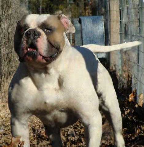 Brave Heart's Blue Bullistic ph.35.35 | Olde English Bulldogge 