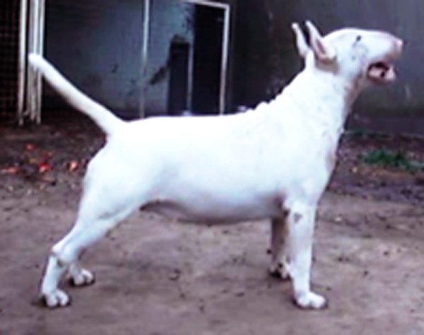 Mooritas de Peracho | Bull Terrier 