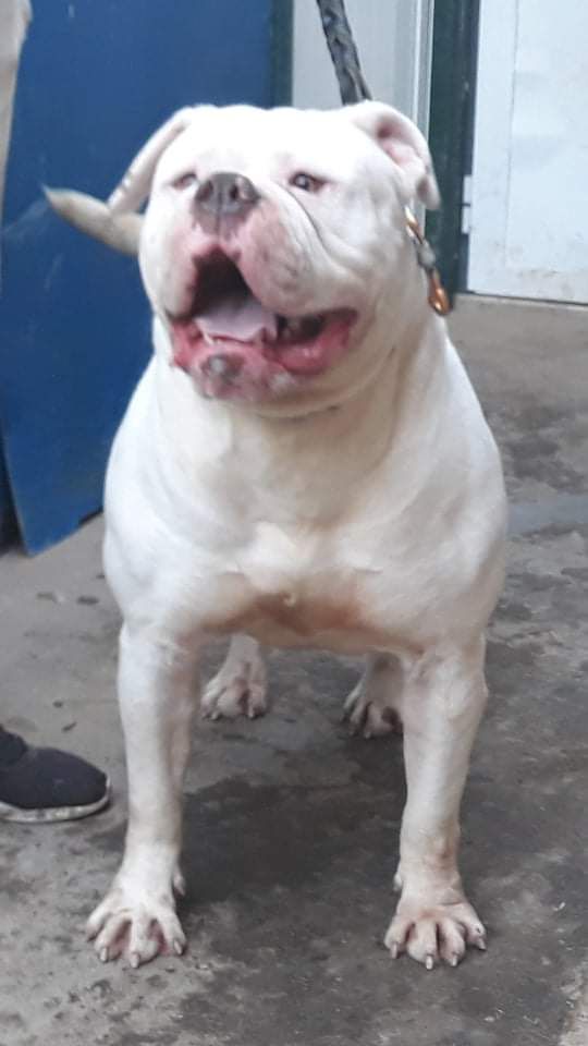 Luana fajã de baixo | American Bulldog 