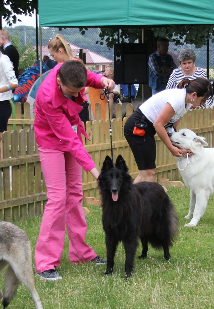 MISSY Cro Matic | Belgian Groenendael 