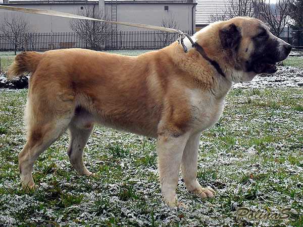 TORGAY | Central Asian Shepherd Dog 