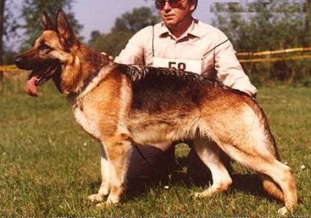 Fina vom Badsee | German Shepherd Dog 