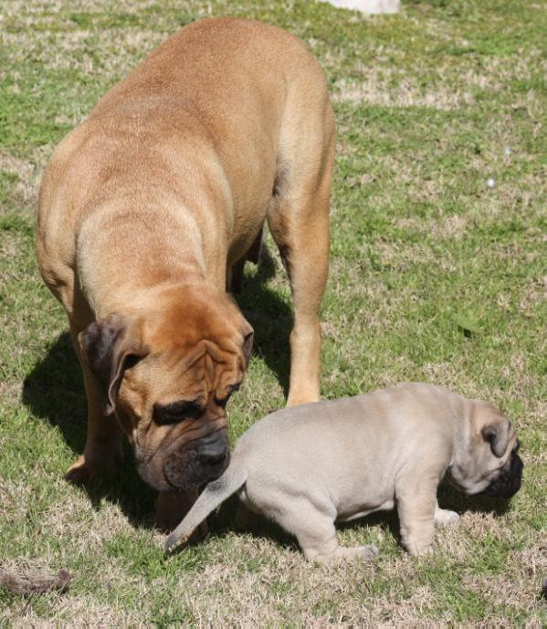 Azul of Argos G&amp;C | Bullmastiff 