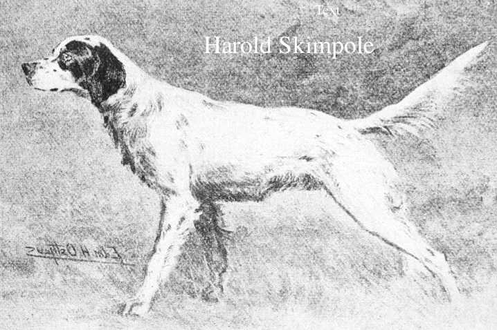 Harold Skimpole | English Setter 