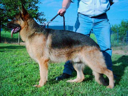 Gin von der Schneiderei | German Shepherd Dog 