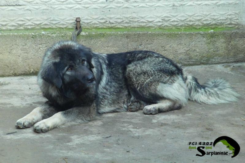 Astra FCI 4302 | Yugoslavian Shepherd Dog-Sarplaninac 