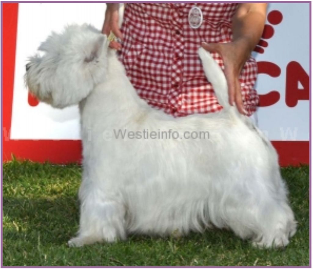 Lynnsto Choir Master | West Highland White Terrier 