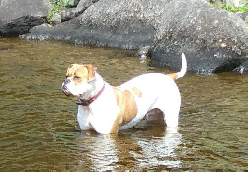 Mann's Brazil | American Bulldog 