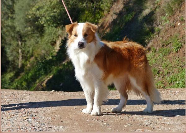 Lord Parlmerston De Mafalda's | Border Collie 