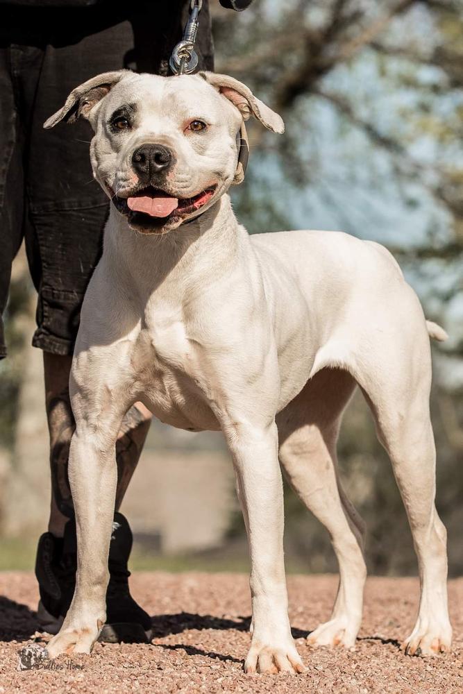 Monkey Bull's Bixby | American Bulldog 