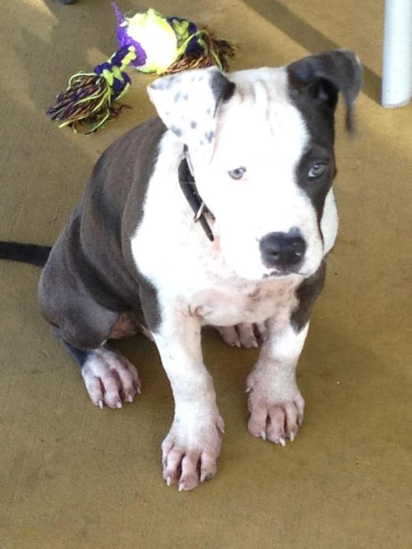 neo evoluciun mystik | American Staffordshire Terrier 