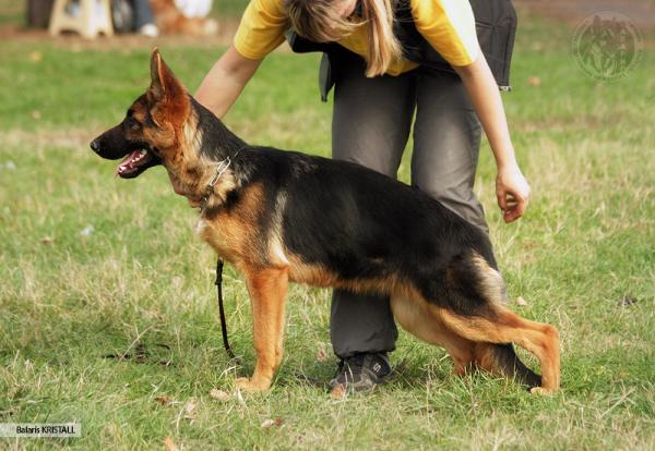 Balaris KRISTALL | German Shepherd Dog 