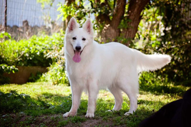 Dreamworks Sweet Lady Lily | White Swiss Shepherd Dog 