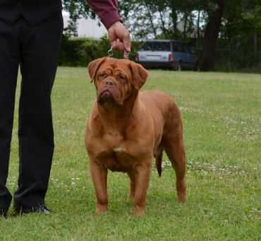 Paragon's Ruby | Dogue de Bordeaux 