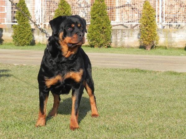 Z'Bay miki-Rott | Rottweiler 