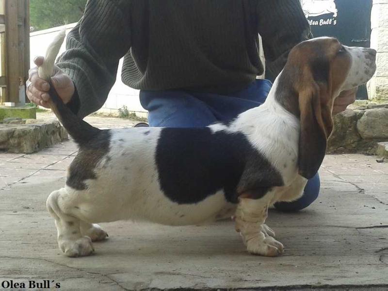 Xti Olea Bull´s | Basset Hound 