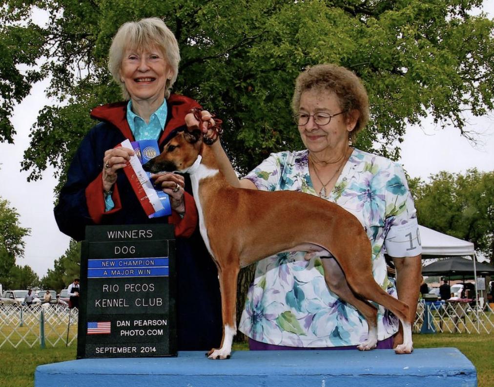 Marchwind Sunrise At Special Acres | Italian Greyhound 