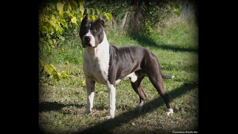 Dreamstone Brindle Sky | American Staffordshire Terrier 