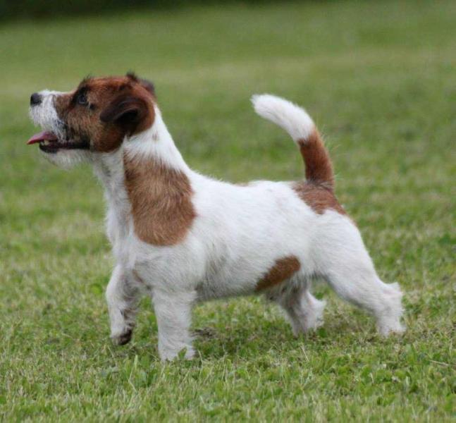 Kjennekrokens Eric The Viking | Jack Russell Terrier 