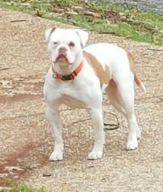 Manstoppers West Coast High Hopes AKA Weezy | American Bulldog 