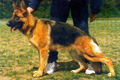 Jicy de la Taspelmatt | German Shepherd Dog 