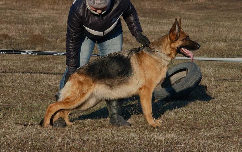 Fraya del Casa Favore | German Shepherd Dog 