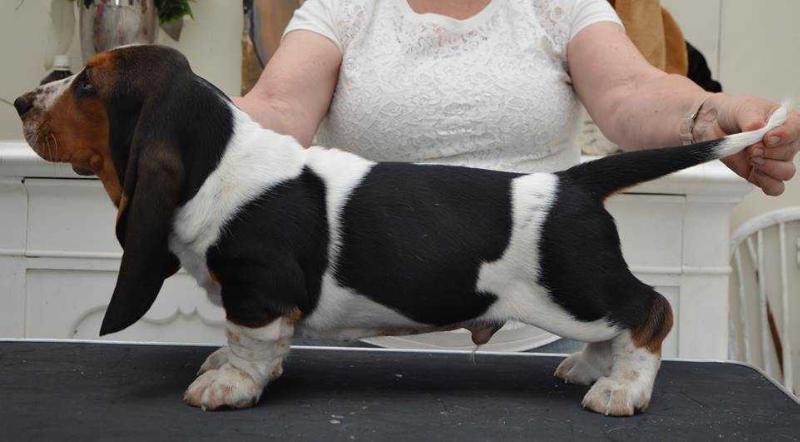 NewDown Bassets Benthly | Basset Hound 