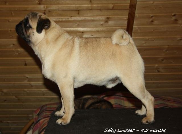 SELOY LAUREAL | Pug 