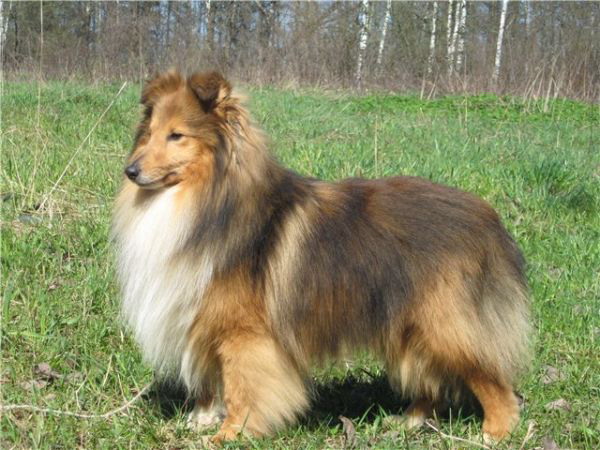 Melveen Making Tracks For Blenmerrow | Shetland Sheepdog 