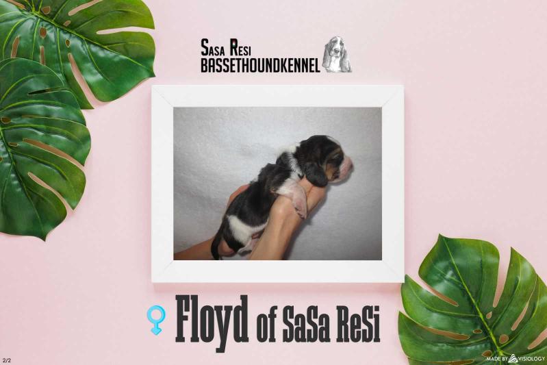 Floyd of Sasa Resi | Basset Hound 