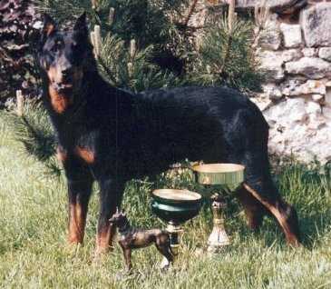 Dingo de euskal herria | Beauceron 