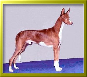 Serandida Spirit of Unigus | Ibizan Hound 