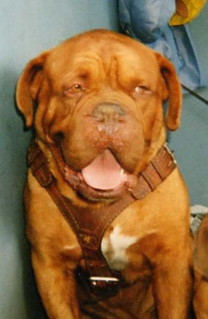 Sagitarius Arden (RKF 94) | Dogue de Bordeaux 