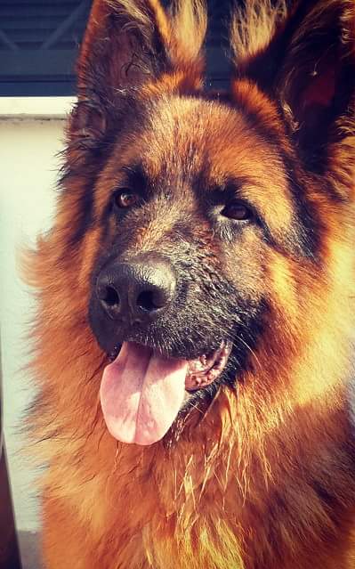Demon Degli Achei | German Shepherd Dog 