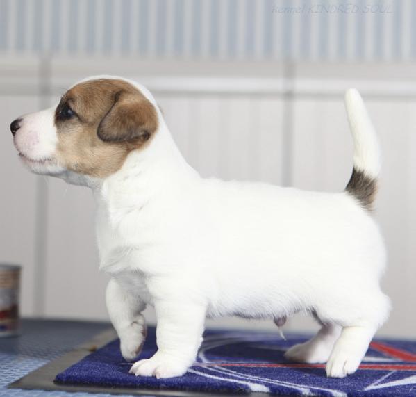 Kindred Soul Just The Ticket | Jack Russell Terrier 