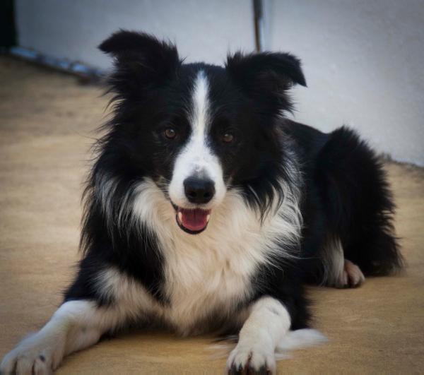 Indiana Jones de Taraway | Border Collie 