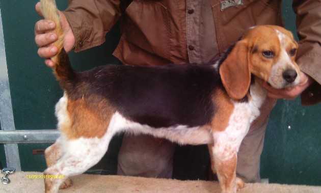 Scroghams Blue Ready Girl | Beagle 