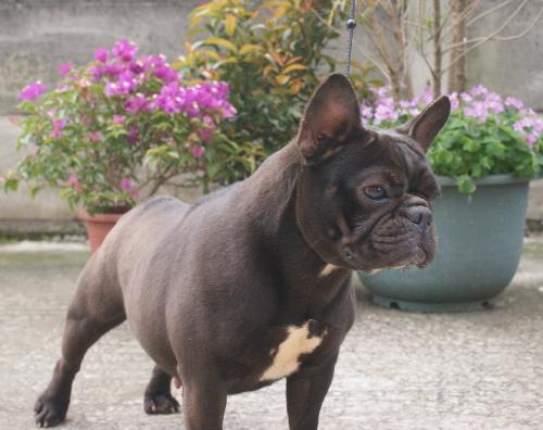 Cacao of Hsin Meeng Jea Sow | French Bulldog 