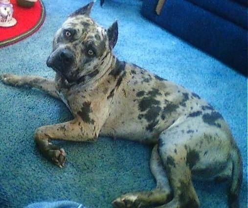 Sutherland's Raja | American Pit Bull Terrier 