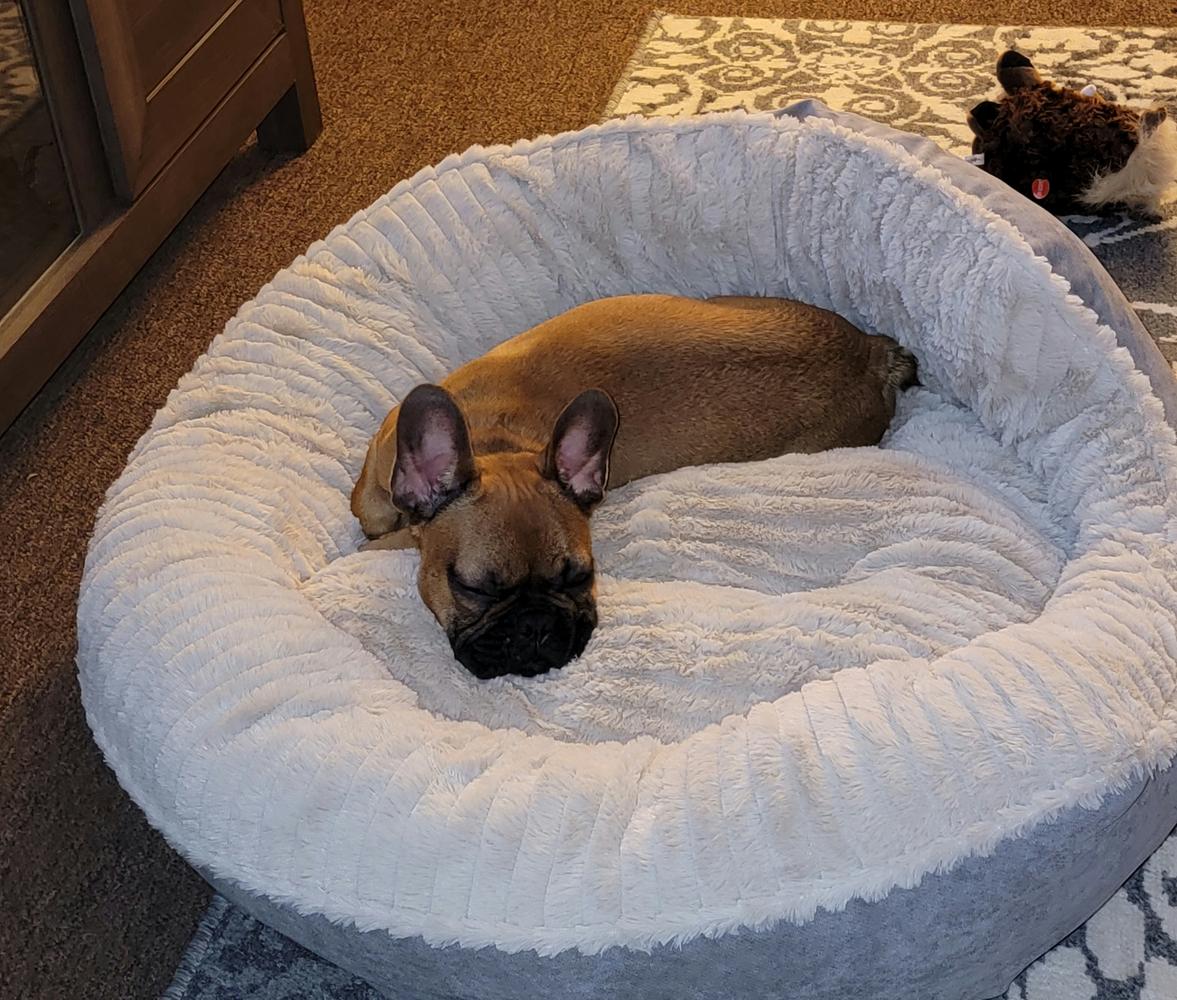 AUGUSTINE HUMMA HOLT | French Bulldog 