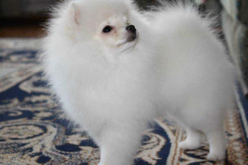 Silver Ural Star of Happiness | German Spitz 