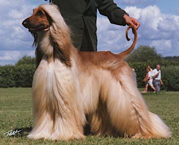 Wind Against Ace Of Base | Afghan Hound 