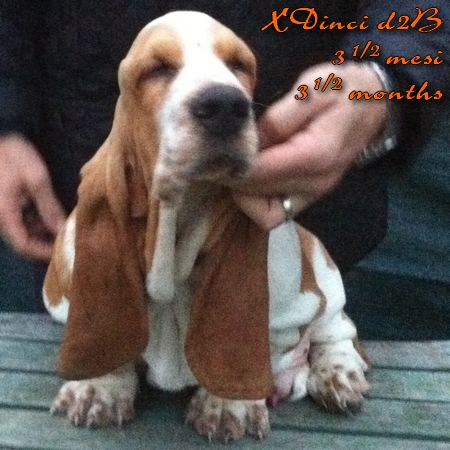 XDINCI dei Due Briganti | Basset Hound 