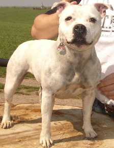 Hot Staff`s Heartbreaking Lou | Staffordshire Bull Terrier 