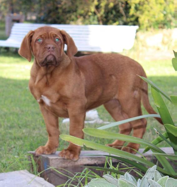 fisura los picasos | Dogue de Bordeaux 